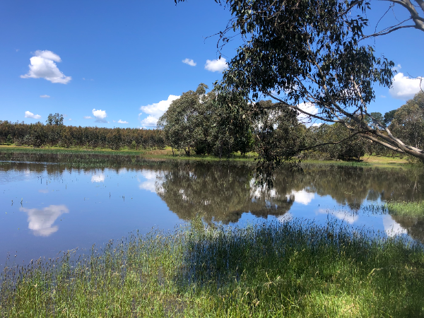 Kangeroo Creek on Lynval plantation | PF Olsen Australia
